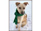 Adopt Kellen a Yellow Labrador Retriever