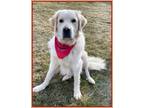 Adopt Ollie a Great Pyrenees
