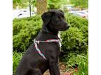 Adopt Muskrat a Labrador Retriever, Shepherd