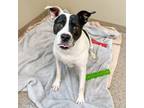 Adopt Anthony a Pit Bull Terrier, Mixed Breed