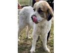 Adopt Thor a Saint Bernard