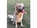 Adopt Rowdy a Golden Retriever