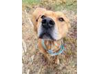 Adopt Scoob a Retriever, Pit Bull Terrier