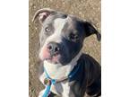 Adopt Alvin a Pit Bull Terrier, Mixed Breed