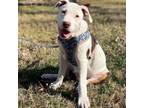 Adopt Brian a Pit Bull Terrier