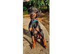 Adopt Prince a Doberman Pinscher