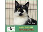 Adopt Parker a Domestic Short Hair