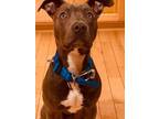 Adopt Smokey Rose (Courtesy Post) a Pit Bull Terrier