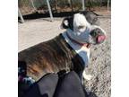 Adopt Titan a Pit Bull Terrier