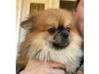 Adopt Arundo a Pomeranian, Mixed Breed