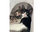 Adopt Charlie Brown & Snoopy a Domestic Short Hair
