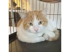 Adopt Sweet Potato a Domestic Short Hair