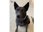 Adopt Vixen a Cattle Dog, Labrador Retriever