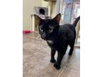 Adopt Lord Shen a Domestic Short Hair