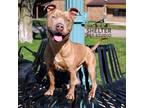 Adopt Tom H5 ADOPTED a Pit Bull Terrier