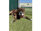 Adopt Ommlette a Pit Bull Terrier, Boxer