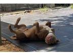 Adopt Bandit FosterHomeMrStealYourHeart a Pit Bull Terrier