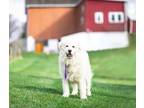 Adopt Tiny a Great Pyrenees