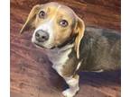 Adopt Otie a Beagle