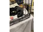 Adopt Rita a All Black Domestic Shorthair / Mixed cat in Kennesaw, GA (38100844)