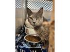 Adopt Ivy a Domestic Shorthair / Mixed cat in Kalamazoo, MI (38046283)