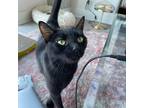 Adopt T'Challa a Domestic Shorthair cat in Tampa, FL (38094565)