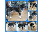 Adopt HEIL0 a Australian Shepherd, Catahoula Leopard Dog