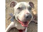 Adopt Big Top a Pit Bull Terrier