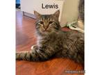 Adopt Lewis a Tabby