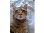 Adopt Mavi 9366 a Bengal (short coat) cat in Dallas, TX (38036928)