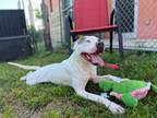 Adopt Sparrow a White American Staffordshire Terrier / Mixed dog in San Marcos