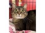 Adopt Eloise a Domestic Shorthair / Mixed (short coat) cat in Valley Park