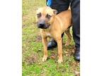 Adopt Tyson Handsome Boxer Mix with a Great Black Mask a Black Mouth Cur