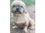 Adopt Geoffrey a Shih Tzu / Mixed Breed (Medium) / Mixed dog in Sidney