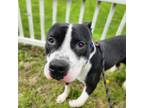 Adopt Bennie a Black Pit Bull Terrier / Mixed dog in Fort Wayne, IN (37936204)