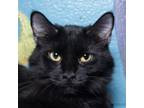 Adopt Tiny a All Black Domestic Mediumhair / Mixed cat in Evansville
