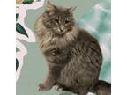 Adopt Chad a Domestic Medium Hair