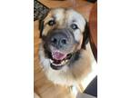 Adopt Gaston a Great Pyrenees