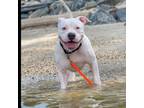 Adopt Cash a Pit Bull Terrier, American Bully