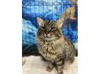 Adopt Roosevelt a Maine Coon, Domestic Short Hair