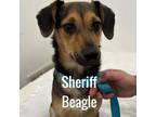 Adopt Sheriff Beagle a Beagle, Mixed Breed