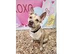 Adopt Reggie a Carolina Dog / Mixed dog in Newnan, GA (35895024)