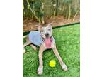 Adopt Pebbles a Hound (Unknown Type) / Catahoula Leopard Dog / Mixed dog in New
