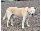 Adopt Ghost a Husky / Labrador Retriever / Mixed dog in Medford, WI (37987965)