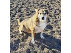 Adopt Xena a Husky / Labrador Retriever / Mixed dog in Medford, WI (37987964)
