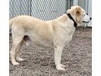 Adopt Simba a Husky / Labrador Retriever / Mixed dog in Medford, WI (37987963)