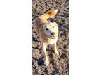 Adopt Chopper a Husky / Labrador Retriever / Mixed dog in Medford, WI (37987962)