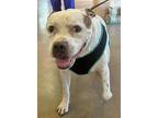 Adopt Linus a White Mixed Breed (Large) / Mixed dog in Fernandina Beach