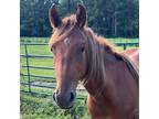 Adopt Firefly a Quarterhorse / Mixed horse in Hohenwald, TN (37917908)