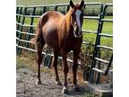 Adopt Harvest a Quarterhorse / Mixed horse in Hohenwald, TN (37900152)